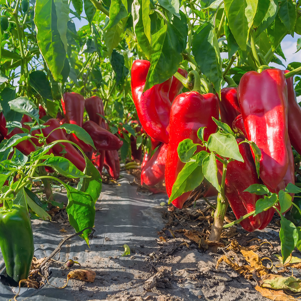 Chili Pepper Farm