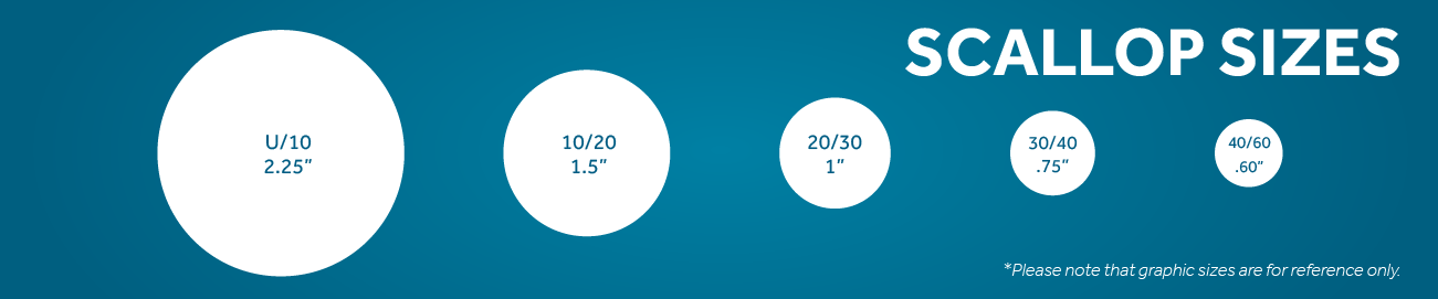 Scallop Size Comparison