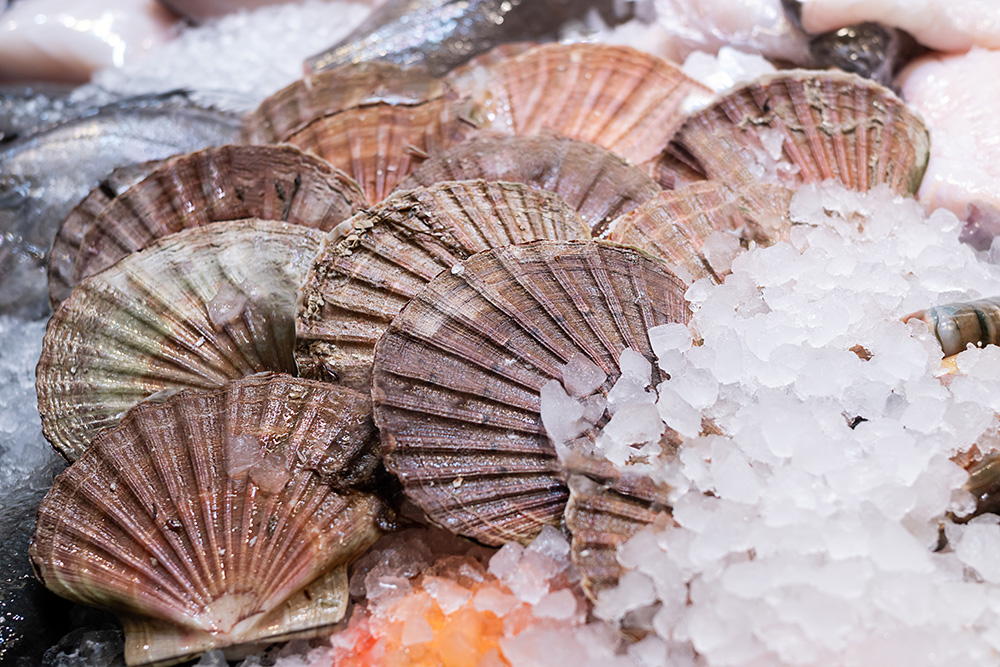 Scallops on ice.